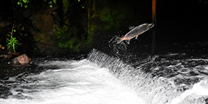 A salmon jumping up out of the water in a river