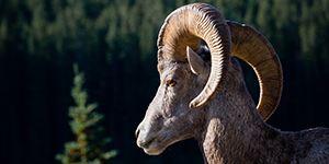 Bighorn sheep closeup