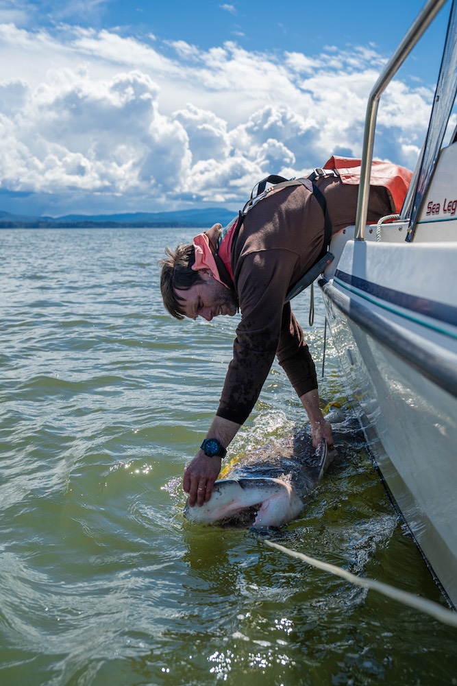 A broadnose sevengill shark near a boat with a researcher reaching for it