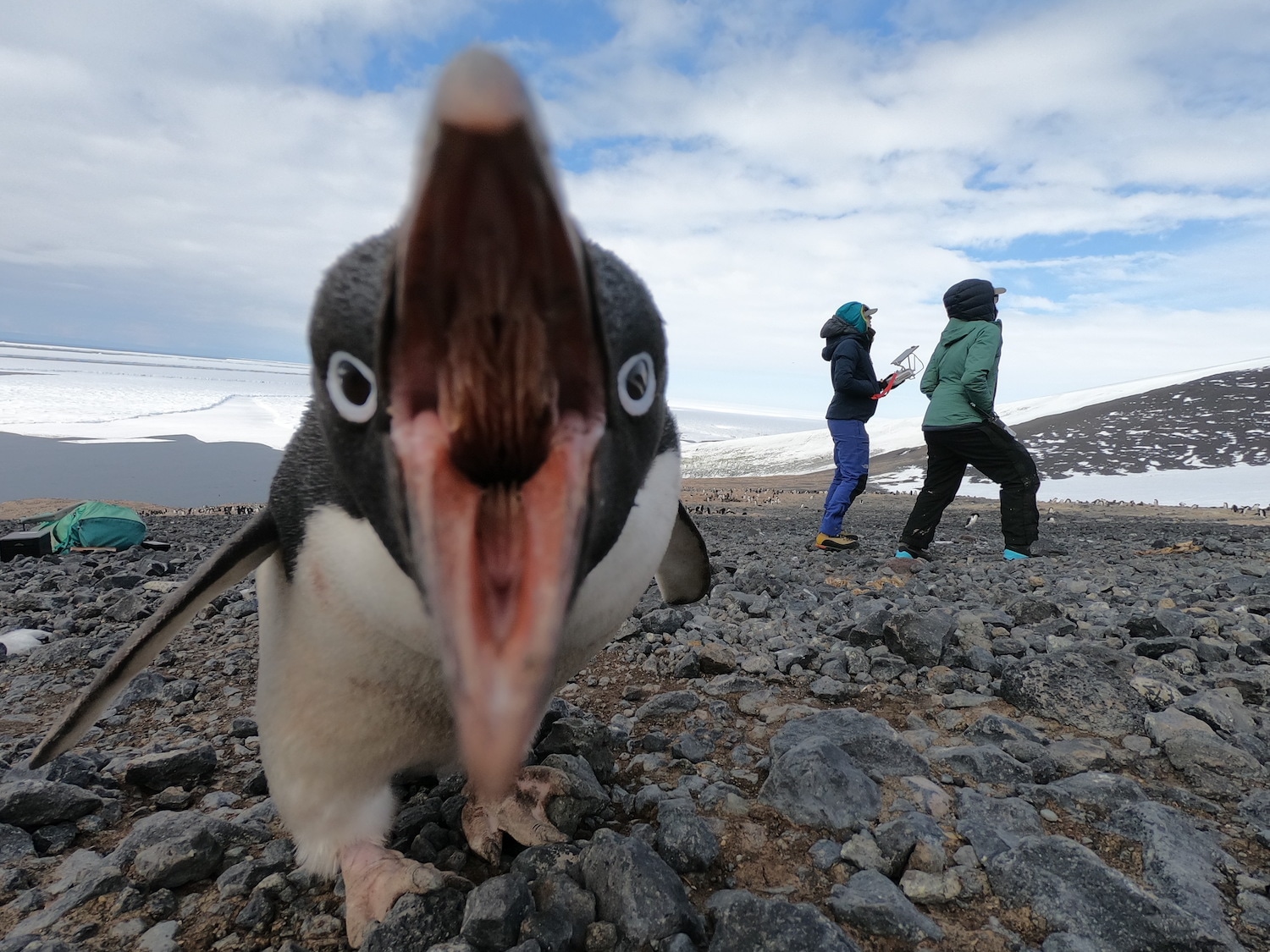 An Adélies penguin facing the camera with an open beak